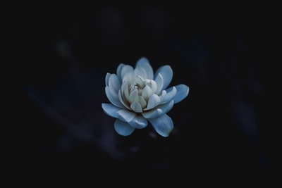 蓝花
